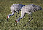 Sandhill Cranes