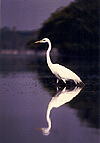 Great Egret Reflected