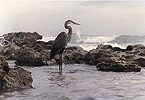 Great Blue, Bathtub Beach