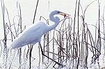 Great Egret