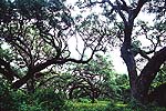 Oaks at Kissimmee State Park