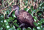 Limpkin