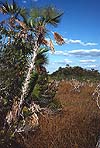 Paurotis Pond, Everglades Park