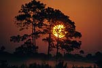 Pine Sunrise