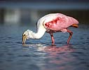 Spoonbill Fishing