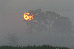 Misty Pine Sunrise
