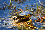 Painted Turtle Sunning